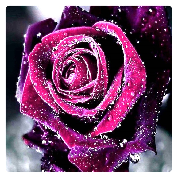 Meet your Posher, Danna - Picture 1 of 1